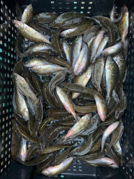 Продажа живца Ёрша